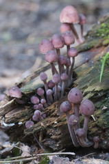 Mushrooms (Mycena haematopus) on a stump