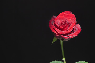 Red rose on black background