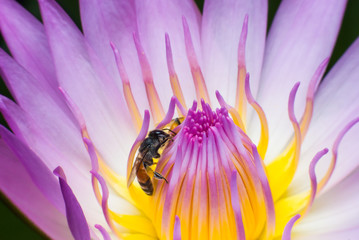 Beautiful waterlily or lotus flower with bee.