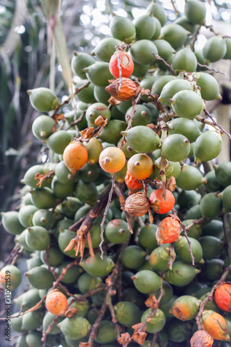 Fruits Of A Royal Palm Stock Photo And Royalty Free Images On Fotolia