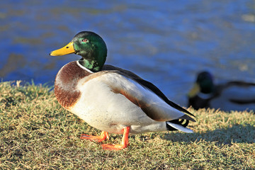Stockente - Erpel - Ente