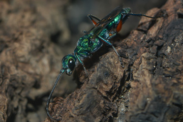 Nahaufnahme einer Glanzgrabwespe