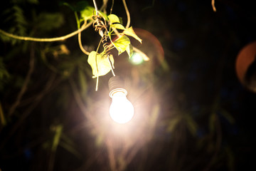 Decorative outdoor string lights hanging on tree in the garden a