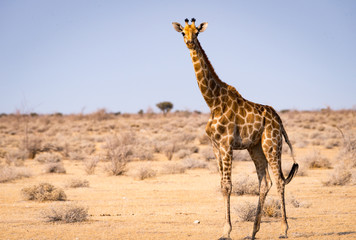 Giraffe takes a early morning walk in Etosha National Park, Namibia