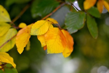 Tree branch with leaves in autumn 