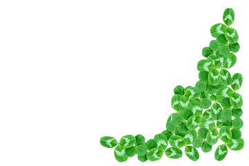 green clover leaves isolated on white background. St.Patrick 's