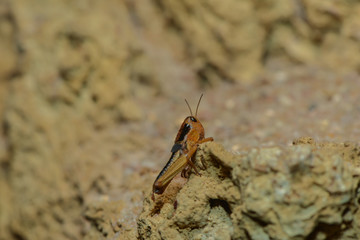 Junge Wanderheuschrecken