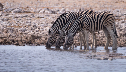 Fototapeta na wymiar Zebra line up to drink at an all too rare water hole in the Etosha National Park, Namibia