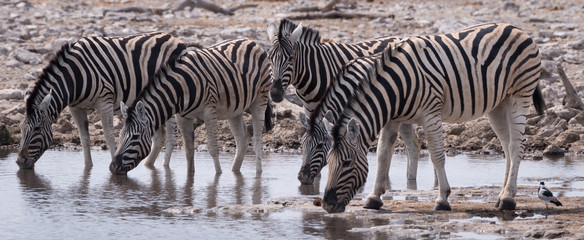 Fototapeta na wymiar Zebra line up to drink at an all too rare water hole in the Etosha National Park, Namibia