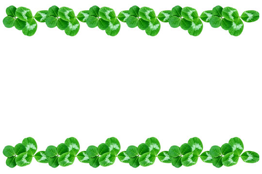 green clover leaves isolated on white background. St.Patrick 's