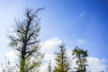 The ginkgo trees scenery in autumn 