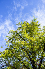 The ginkgo trees scenery in autumn 