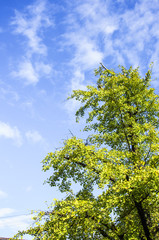 The ginkgo trees scenery in autumn 