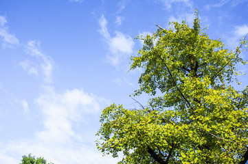 The ginkgo trees scenery in autumn 