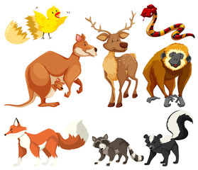 Different types of animals
