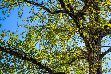 The ginkgo trees scenery in autumn 