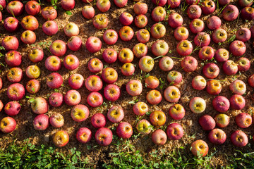 Italian typical apples