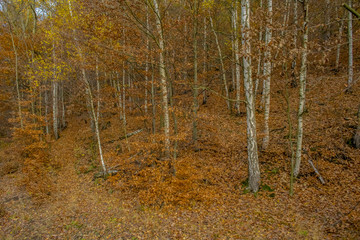 autumnal forest