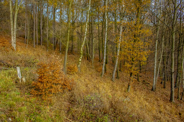autumnal forest