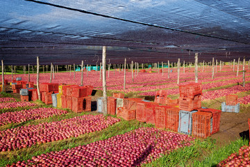 Italian typical apples plantation
