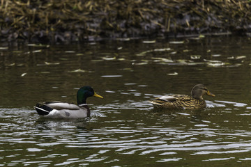 Ducks in Holland
