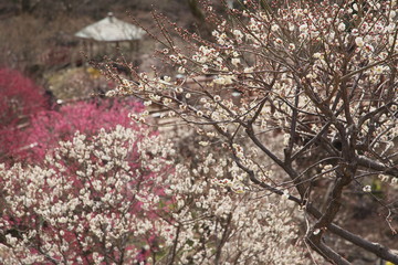 早春の梅園
