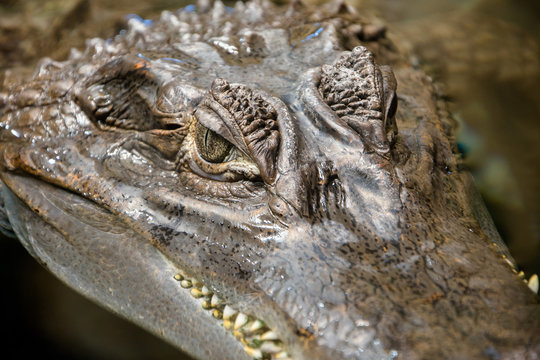     Spectacled caiman in an aquarium close up shot 