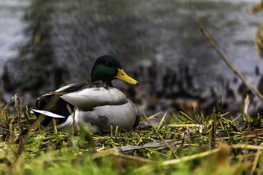 Ducks in Holland