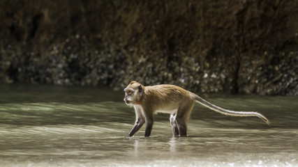 Crab-eating Macaque in Hat Chao Mai national park, Thailand