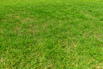 Green grass field in the morning.