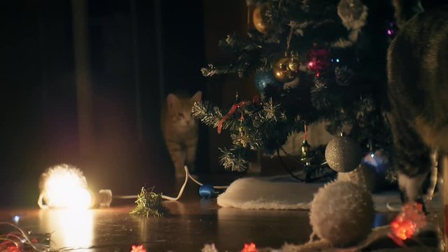two cats playing near Christmas tree