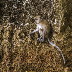 Crab-eating Macaque in Hat Chao Mai national park, Thailand