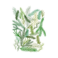 Fototapeta premium Background with pine and fir tree branches.
