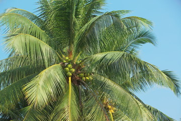 大きな椰子の木