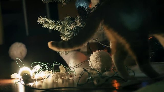 ginger cat play near Christmas tree
