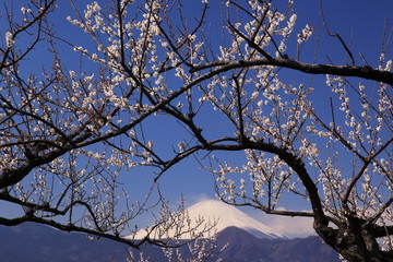白梅と富士山
