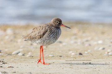 Redshank