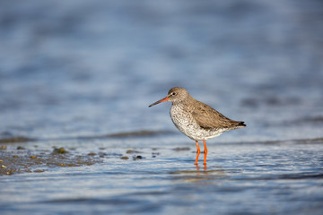 Redshank