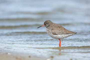 Redshank