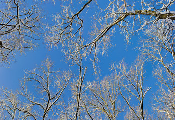 Branches of deciduous trees covered with snow against the sky