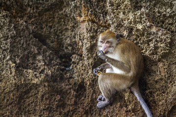 Fototapeta na wymiar Crab-eating Macaque in Hat Chao Mai national park, Thailand