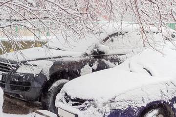 Front parts of two cars under tree branches during snowfall