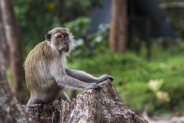 Crab-eating Macaque in Hat Chao Mai national park, Thailand