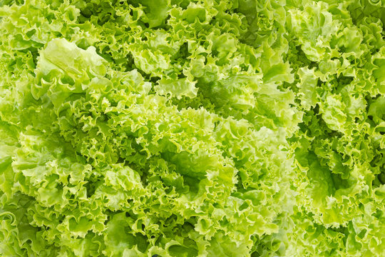 Background of a green lettuce