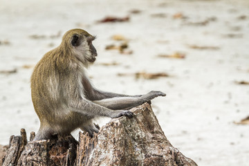 Crab-eating Macaque in Hat Chao Mai national park, Thailand
