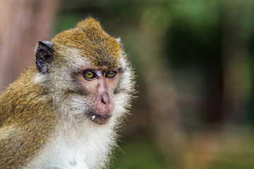 Crab-eating Macaque in Hat Chao Mai national park, Thailand