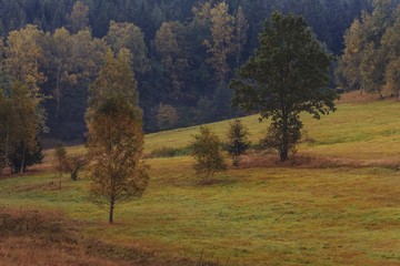 Fototapeta premium autumn forest