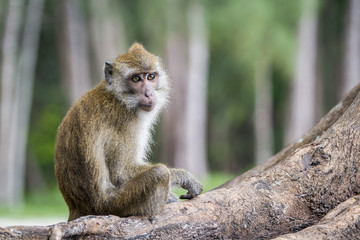 Crab-eating Macaque in Hat Chao Mai national park, Thailand