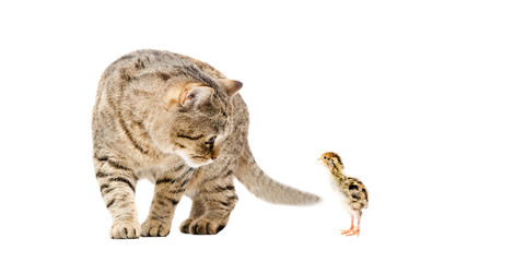 Cat and little quail together