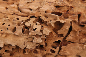 Wood background. Nature beauty. Carpenter ants excavated galleries in wood.
